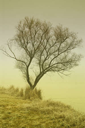 winter landscape with fogの写真素材