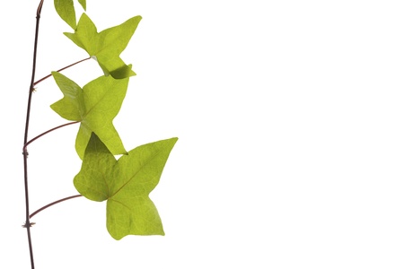 branch of green leaves on natural textureの写真素材