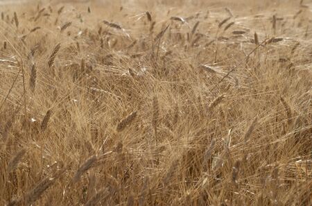 field full of ripe wheat at sunsetの写真素材