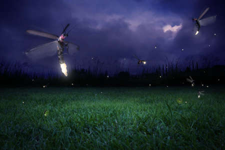 real fireflies at a calm nightの写真素材
