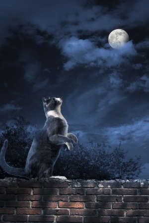 photo of a cat looking at the moonの写真素材