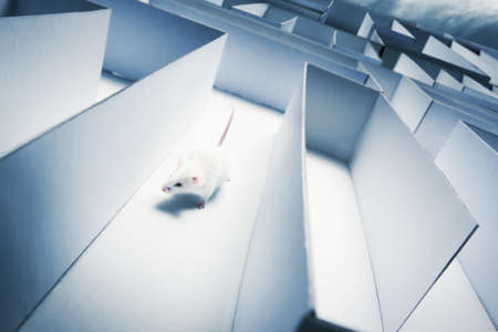 mouse running inside a mazeの写真素材