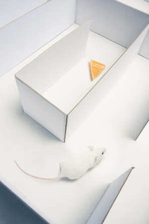 mouse running inside a maze looking for cheeseの写真素材