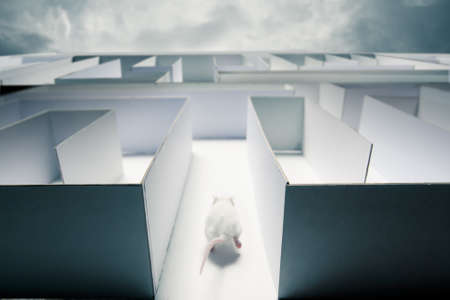 mouse running inside a mazeの写真素材