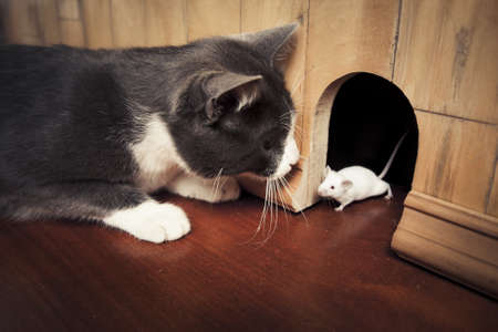 little mouse coming out of it's hole の写真素材