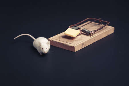 mouse in danger near a mousetrapの写真素材