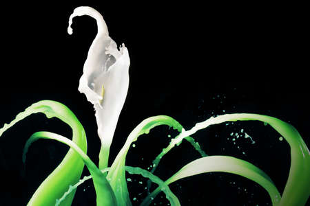water flower on a black backgroundの写真素材