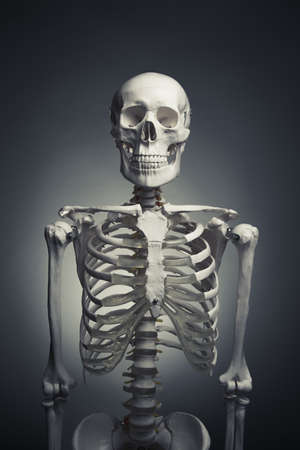 medical skeleton model with dramatic lightの写真素材
