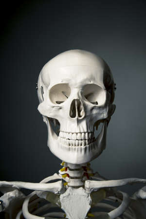 medical skeleton model with dramatic lightの写真素材