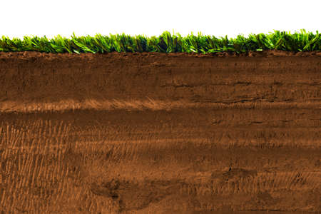 Cross section of grass on soilの写真素材