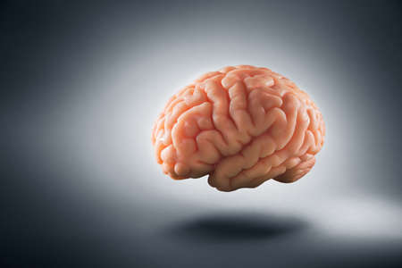 Human brain floating on a grey backgroundの写真素材