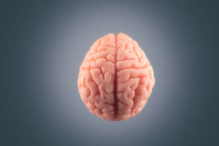 Human brain floating on a gray backgroundの写真素材