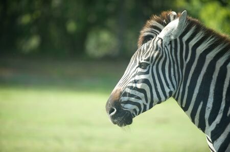 Zebra Outdoorsの写真素材