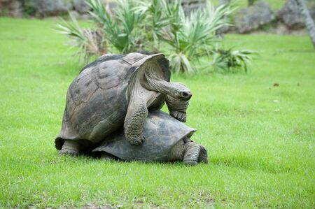 Two Tortoises Mating outdoors on green grass の写真素材