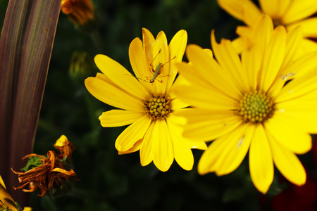 Bug on yellow flowersの写真素材