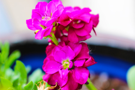 Purple flowersの写真素材