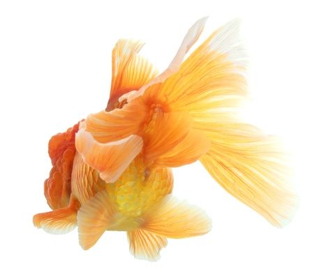 closeup of a goldfish isolated on white backgroundの写真素材