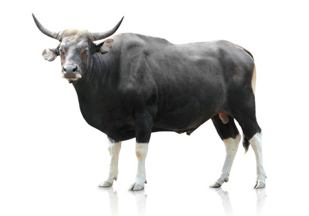 full body portrait of big black cow isolated on white backgroundの写真素材