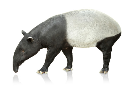Full body portrait of cute asian tapir on white の写真素材
