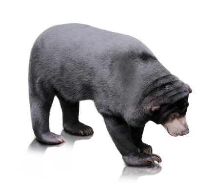 malayan sun bearisolated on white backgroundの写真素材