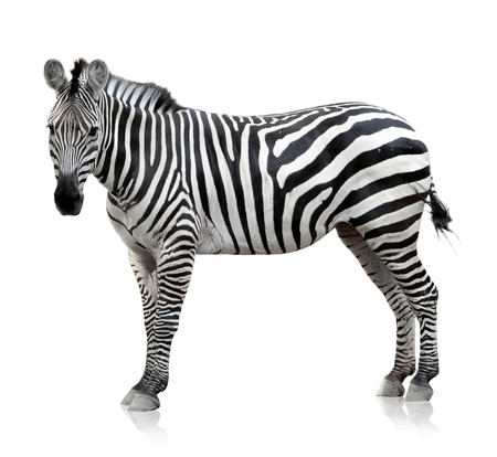 Zebra which is pose on the white background