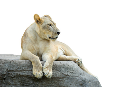 Lioness, Panthera leo, laying on the rockの写真素材