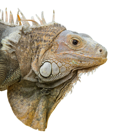 a close up potrait of an iguana isolatedの写真素材
