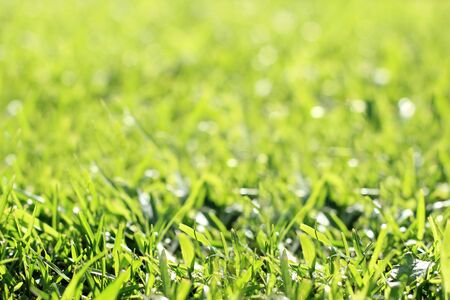 background of a natural green grassの写真素材
