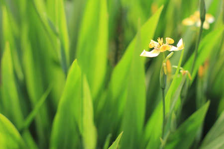 portrait of little flower blossom with green leaves at background with copyspaceの写真素材