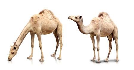 A portrait of Two camels isolated in white backgroundの写真素材
