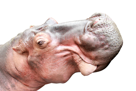 A portrait of the head of a hippopotamus isolated in white background, close-upの写真素材