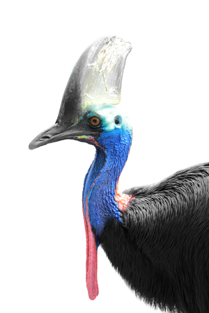 A portrait of a Cassowary isolated in white background, focused on headの写真素材