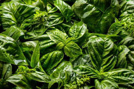 close up portrait of Fresh organic basilic leavesの写真素材