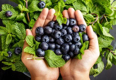 top view portrait of blueberries in hands fresh from gardenの写真素材