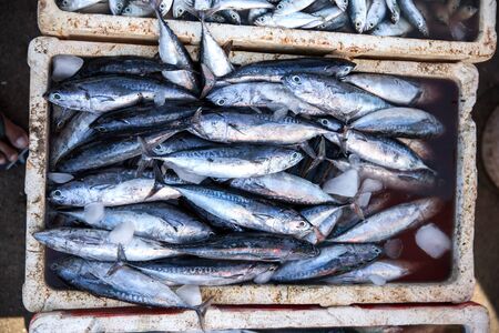 portrait of Fresh fishes in a marketの写真素材