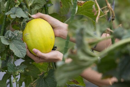 close up of a hand harvesting melonの写真素材