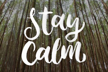 nature landscape of a beautiful Pine forest with Stay Calm Quoteの写真素材