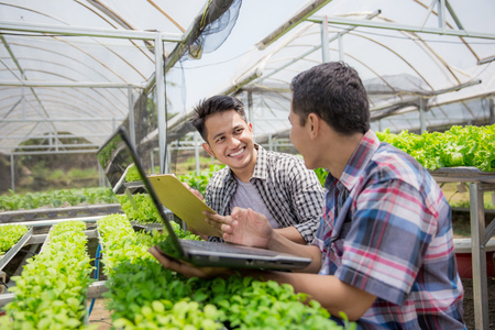 farmer using laptop while working in hydrophonic farmの写真素材