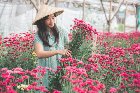 portrait of a young asian woman harvesting chamomile flowersの写真素材