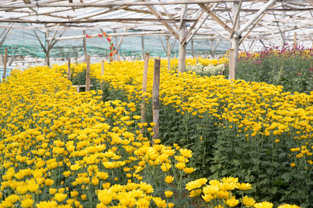 Field of yellow chamomile flowers in the farmの写真素材