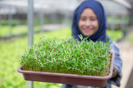 young muslim woman holding a small green plant. new life concept. hydrophonic farmingの写真素材