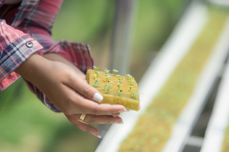 close up of hand holding a small young green plant. new life conceptの写真素材