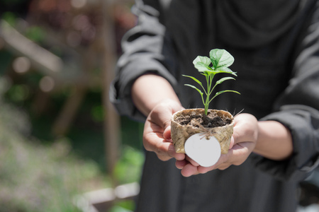 close up of hand holding a small young green plant. new life conceptの写真素材