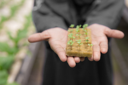 close up of hand holding a small young green plant. new life conceptの写真素材