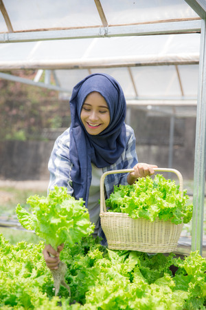 happy asian woman harvesting vegetable from her own hydrophonic farmの写真素材
