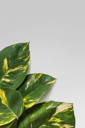 portrait of tropical leaves nature layout on grey background with copy spaceの写真素材