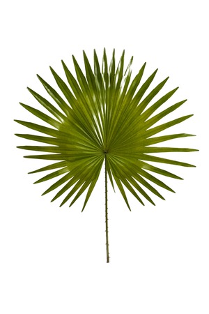portrait of exotic tropical leaves isolated on white backgroundの写真素材