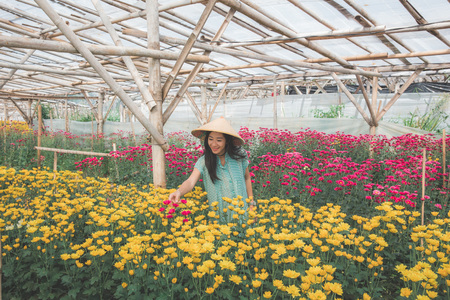 young asian woman working in chamomile flowers farmの写真素材