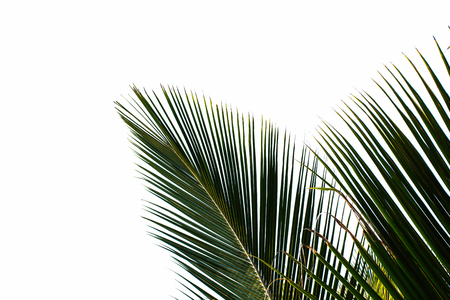 palm leaves isolated on white backgroundの写真素材