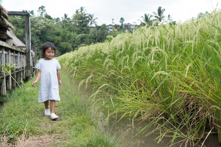 toddler walking in a paddy rice fieldの写真素材